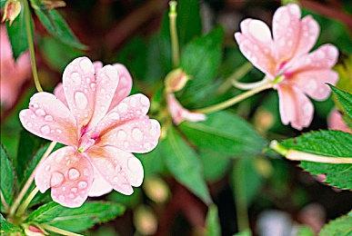 《刺客信条：幻景》有更丰富密集地图 更注重隐身跑酷